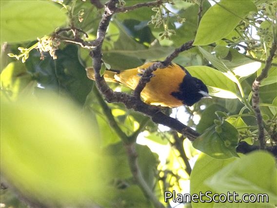 Northern Oriole (Icterus galbula) - Male (Baltimore Oriole)