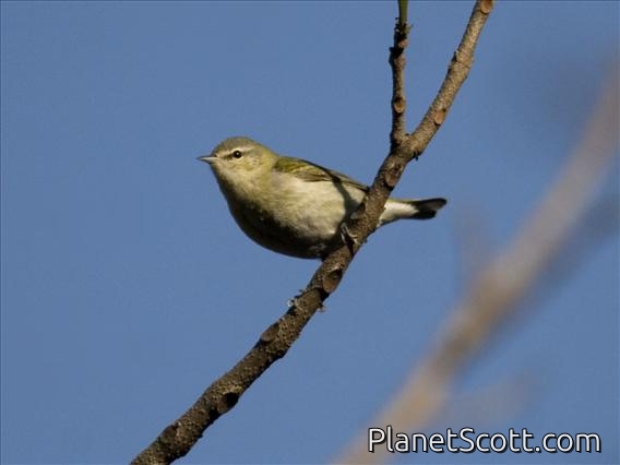 Tennessee Warbler (Vermivora peregrina)