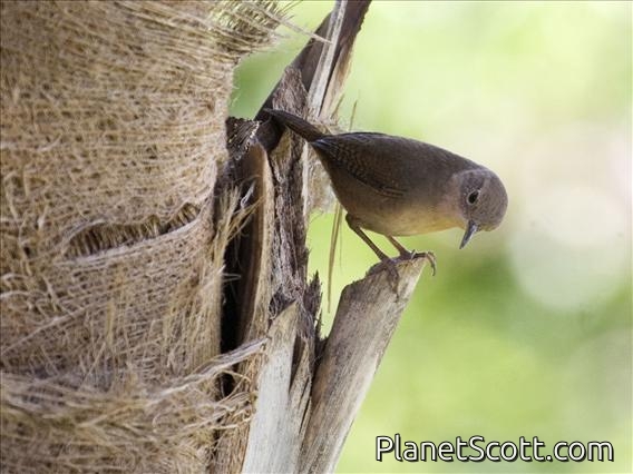 Southern House Wren (Troglodytes musculus)