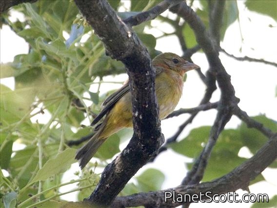 Summer Tanager (Piranga rubra) - Female Eastern