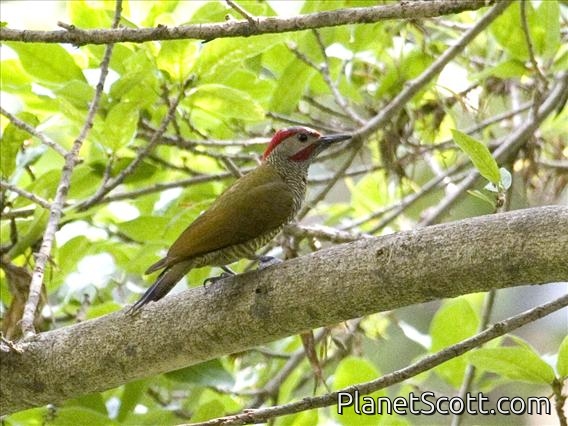 Golden-olive Woodpecker (Piculus rubiginosus)