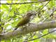 Golden-olive Woodpecker (Piculus rubiginosus)