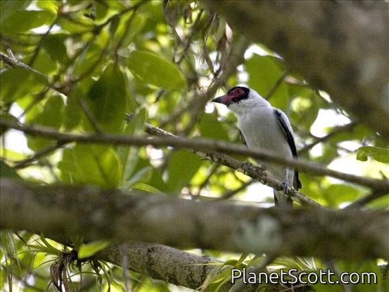 Masked Tityra (Tityra semifasciata)