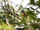 Painted Bunting (Passerina ciris)