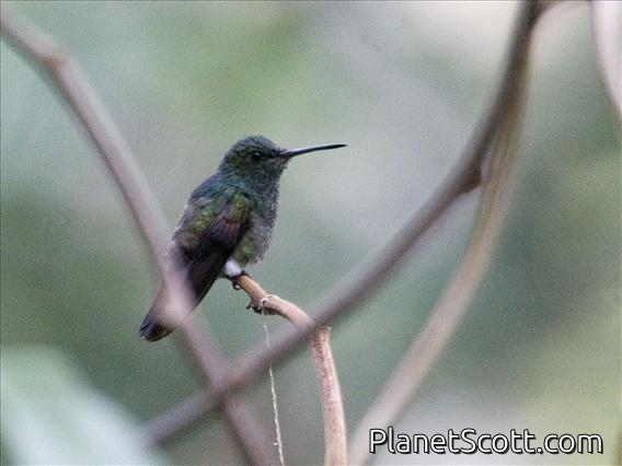 Blue-tailed Hummingbird (Amazilia cyanura)