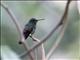 Blue-tailed Hummingbird (Amazilia cyanura)