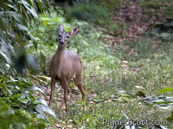 White-tailed Deer (Odocoileus virginianus)