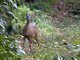 White-tailed Deer (Odocoileus virginianus)