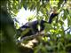 Horned Guan (Oreophasis derbianus)