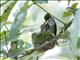 Green-throated Mountain-gem (Lampornis viridipallens)