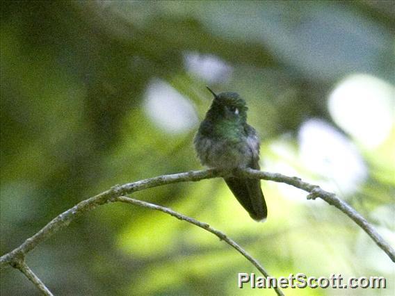 Emerald-chinned Hummingbird (Abeillia abeillei)