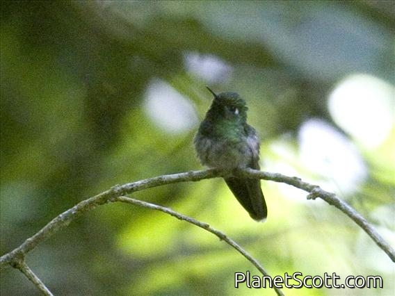 Emerald-chinned Hummingbird (Abeillia abeillei)