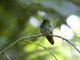 Emerald-chinned Hummingbird (Abeillia abeillei)
