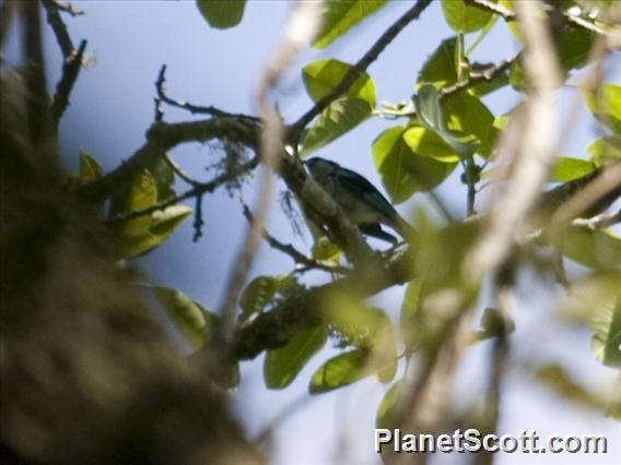 Azure-rumped Tanager (Poecilostreptus cabanisi)