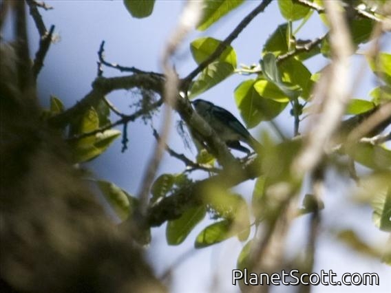Azure-rumped Tanager (Tangara cabanisi)