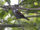 Rufous-and-white Wren (Thryothorus rufalbus)