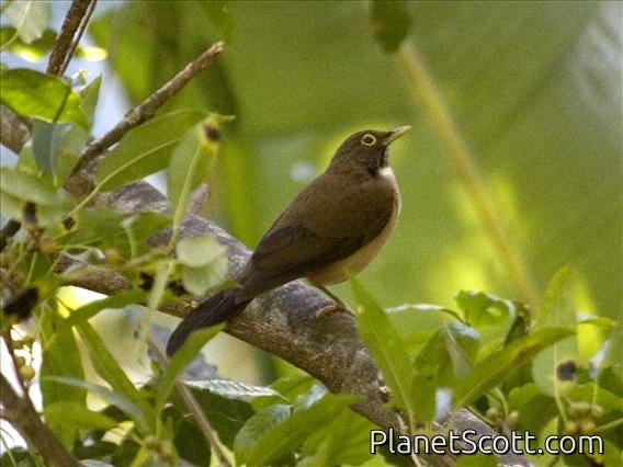 White-throated Thrush(Turdus Assimilis)