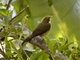White-throated Thrush(Turdus Assimilis)