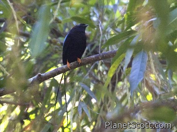 Long-tailed Manakin (Chiroxiphia linearis) - Male