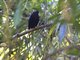 Long-tailed Manakin (Chiroxiphia linearis) - Male