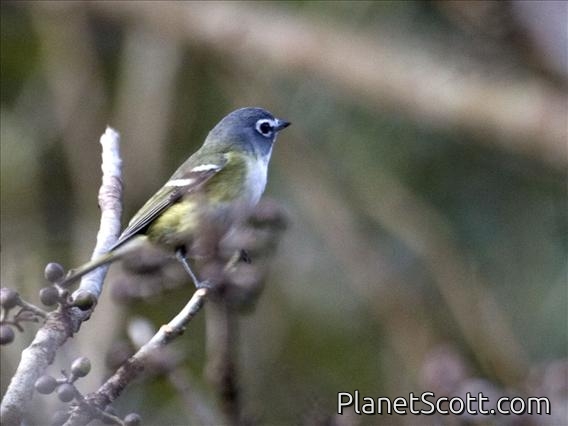 Blue-headed Vireo (Vireo solitarius)