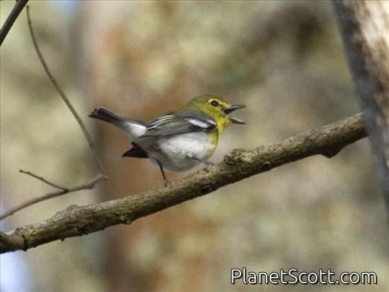 Yellow-throated Vireo (Vireo flavifrons)