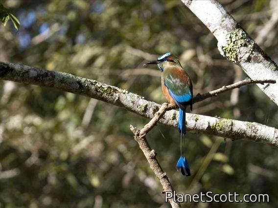 Turquoise-browed Motmot (Eumomota superciliosa)