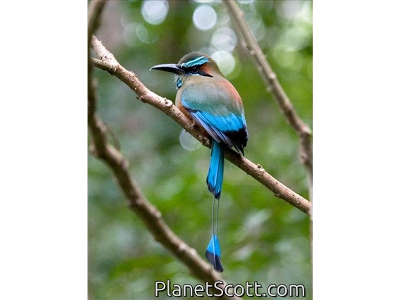 Turquoise-browed Motmot (Eumomota superciliosa)