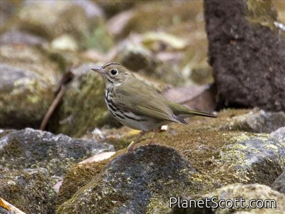 Ovenbird (Seiurus aurocapillus)