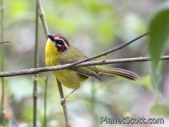 Chestnut-capped Warbler (Basileuterus delattrii)