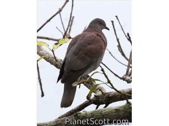 Pale-vented Pigeon (Columba cayennensis)