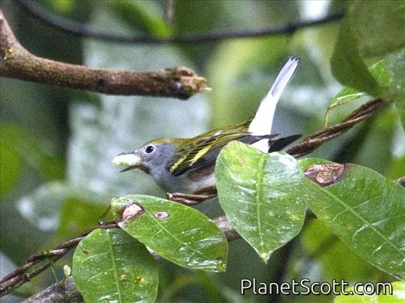 Chestnut-sided Warbler (Dendroica pensylvanica)