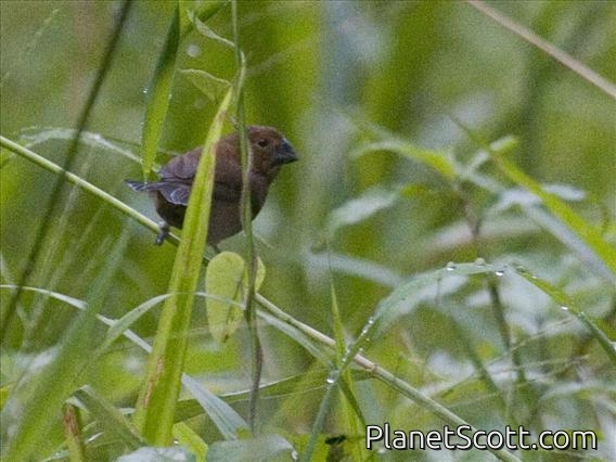 Thick-billed Seed-Finch (Sporophila funerea)