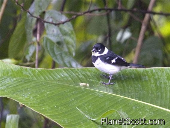 White-collared Seedeater (Sporophila torqueola moreletti) - Male