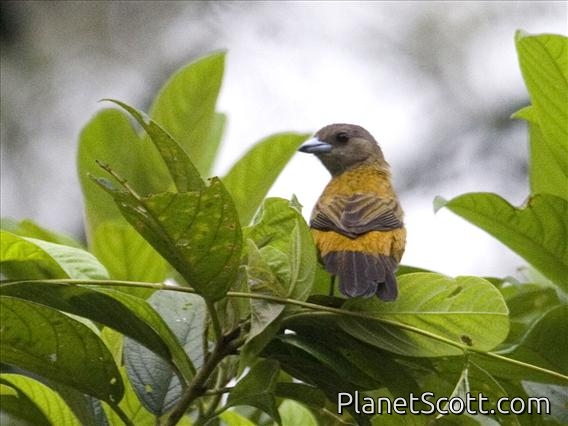 Scarlet-rumped Tanager (Ramphocelus passerinii) - Female