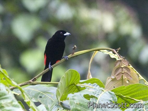 Scarlet-rumped Tanager (Ramphocelus passerinii)