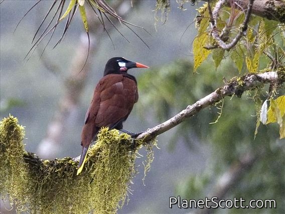 Montezuma Oropendola (Gymnostinops montezuma)