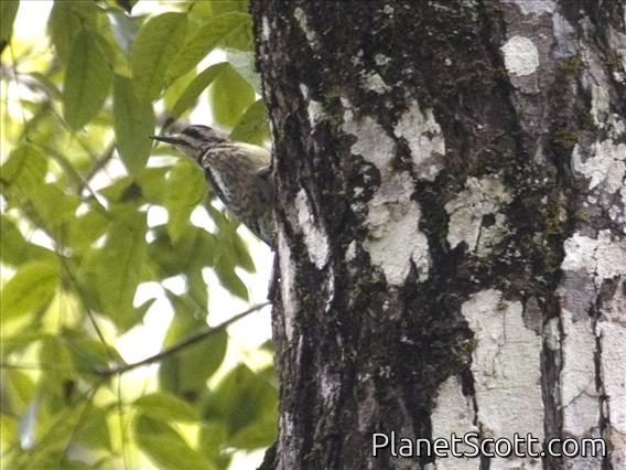 Yellow-bellied Sapsucker (Sphyrapicus varius)