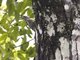 Yellow-bellied Sapsucker (Sphyrapicus varius)