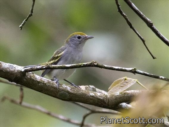 Chestnut-sided Warbler (Dendroica pensylvanica)