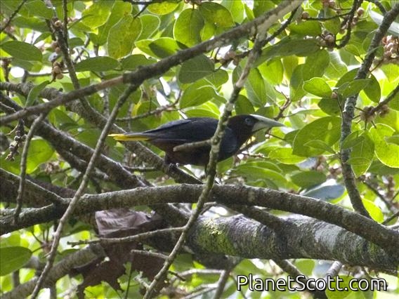 Chestnut-headed Oropendola (Psarocolius wagleri)