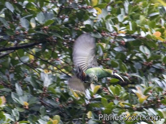 Northern Emerald Toucanet (Aulacorhynchus prasinus)
