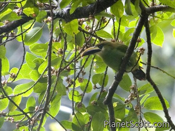 Northern Emerald Toucanet (Aulacorhynchus prasinus)