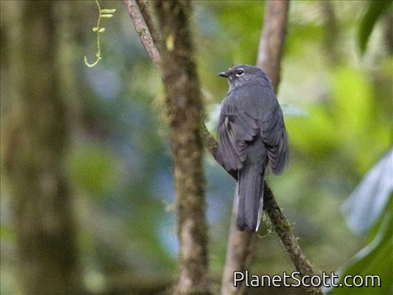 Slate-colored Solitaire (Myadestes unicolor)