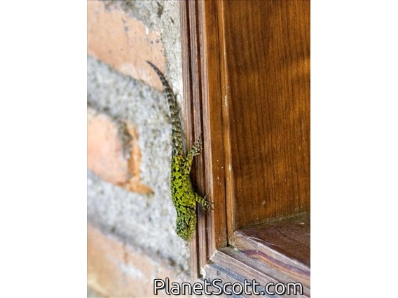 Green Spiny Lizard (Sceloporus hondurensis)