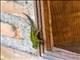 Green Spiny Lizard (Sceloporus hondurensis)