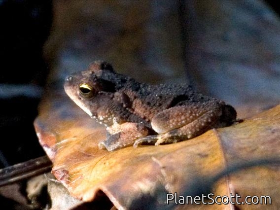 Unidentified Toad