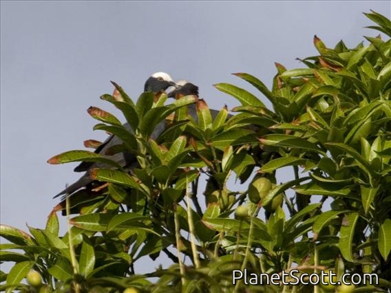 White-crowned Pigeon (Patagioenas leucocephala)