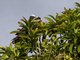 White-crowned Pigeon (Patagioenas leucocephala)