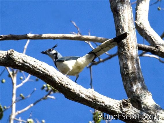 White-throated Magpie-Jay (Calocitta formosa)